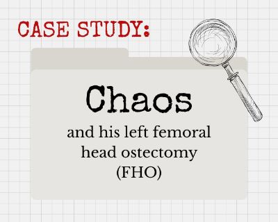 Case Study: Chaos the Cat and his FHO Surgery